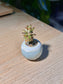 Teddy Bear Kalanchoe (泰迪熊多肉) Kalanchoe Tomentosa in Blue Glazed Ceramic Pot