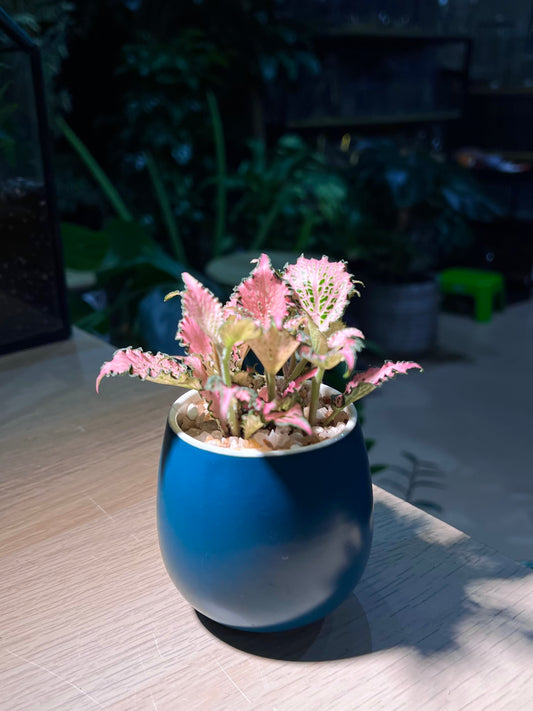 Fittonia in Sea Blue Ceramic Pot