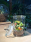 Fittonia with Moss Arrangement in Terrarium Jar (M)