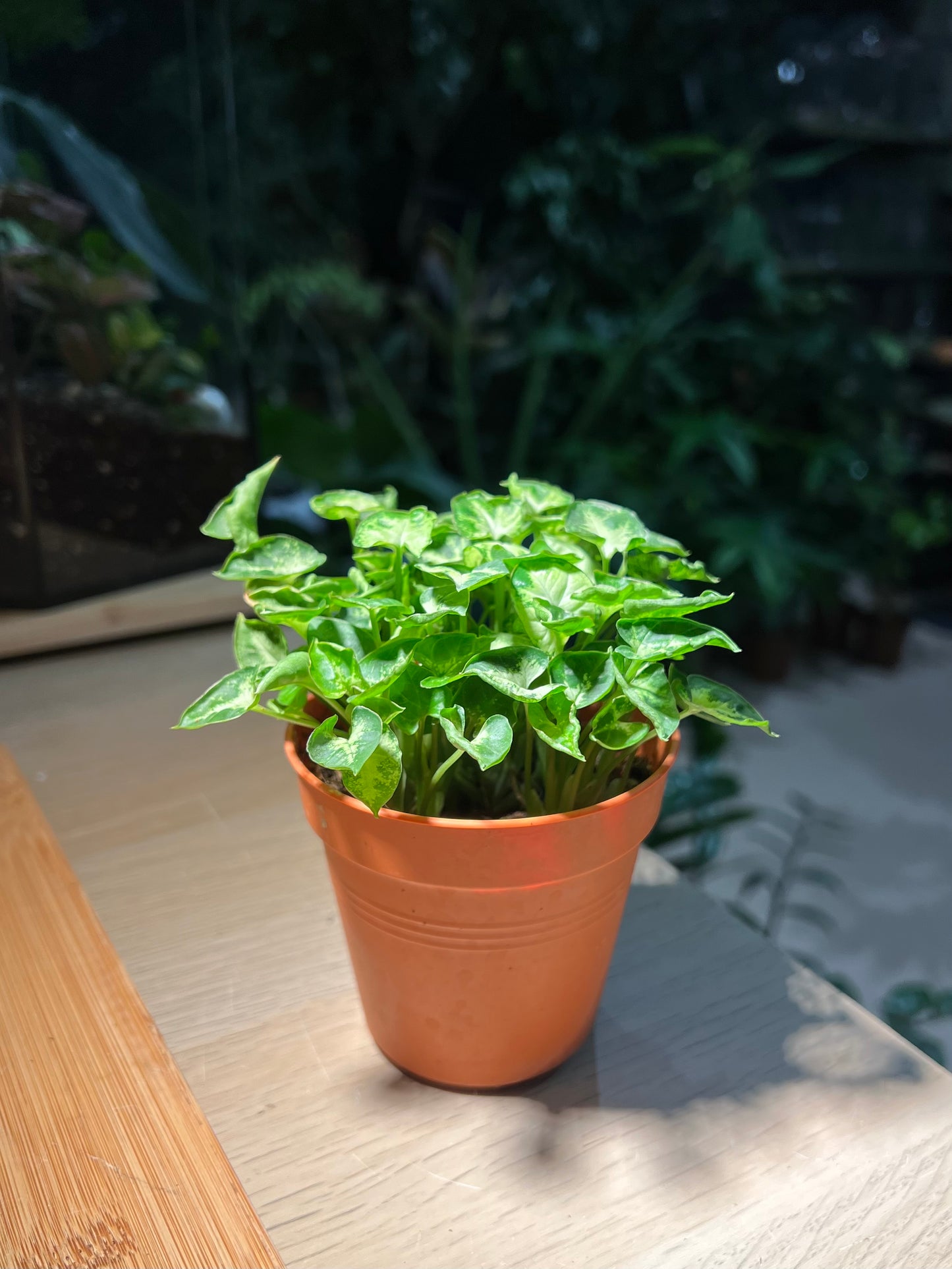 Plastic Pot - Syngonium Mini Pixie
