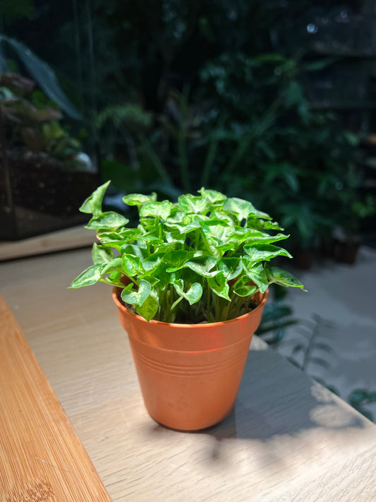 Plastic Pot - Syngonium Mini Pixie