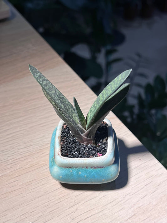 Gasteria in Square Ceramic Pot