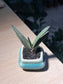 Gasteria in Square Ceramic Pot