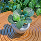 Ficus Lyrata in Off-White Blue Marble Designer Pot