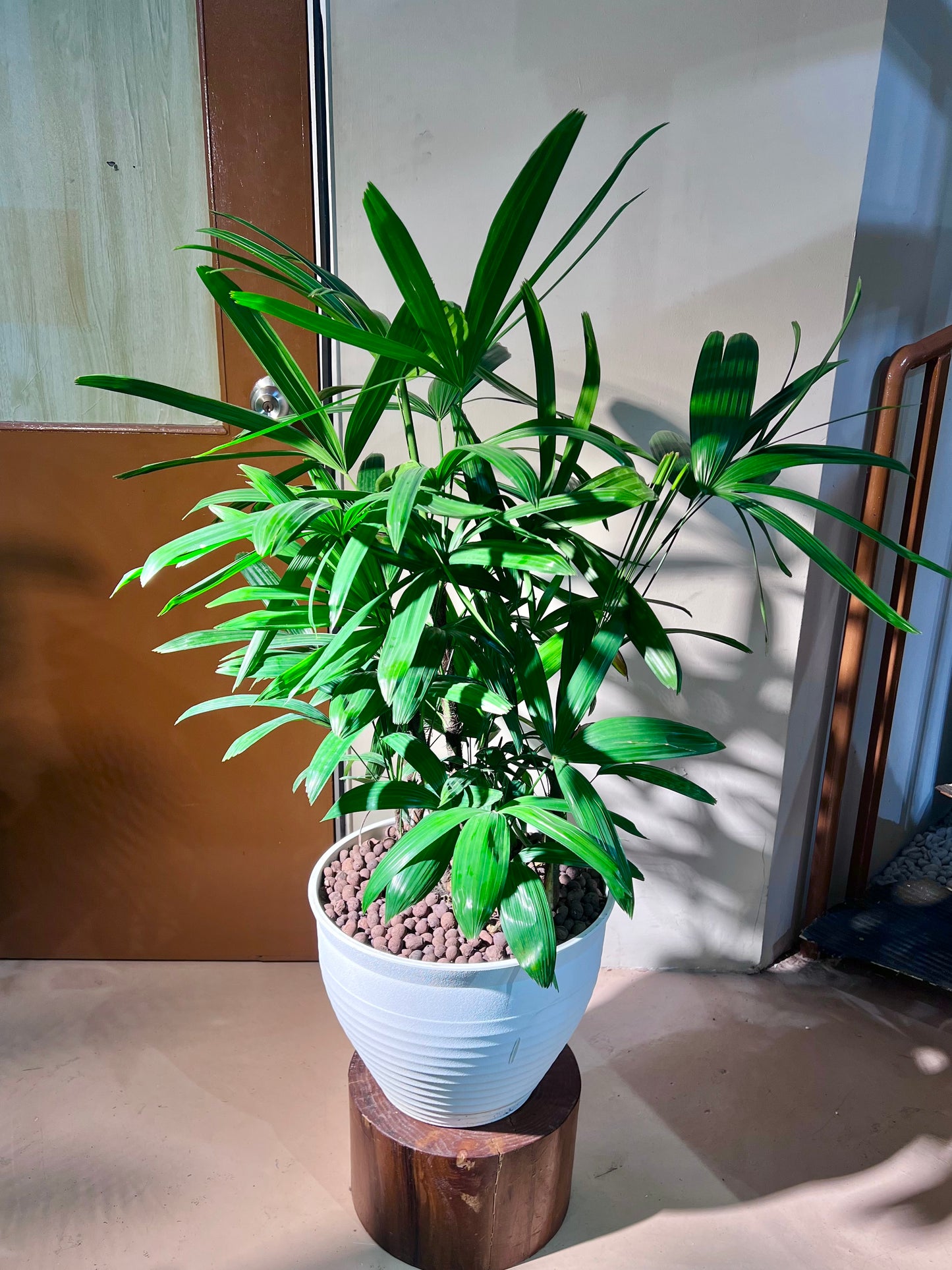 Lady Palm (Rhapis Excelsa) in High Density Polymer Pot
