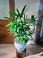 Lady Palm (Rhapis Excelsa) in High Density Polymer Pot