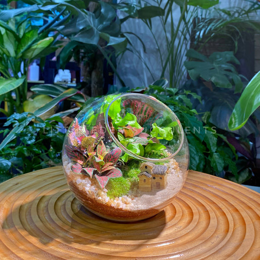 Fern and Fittonia in Round Glass Terrarium