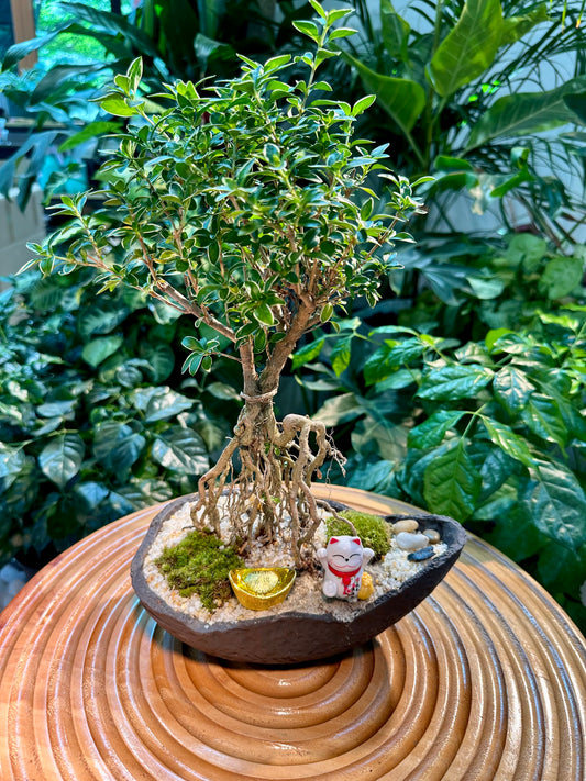 Serissa Ginseng Bonsai in Designer Pot