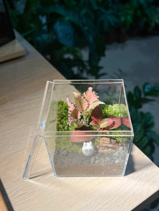 Fittonia with Moss (Indoor Plant) Arrangement in Arcylic Box Terrarium (M)
