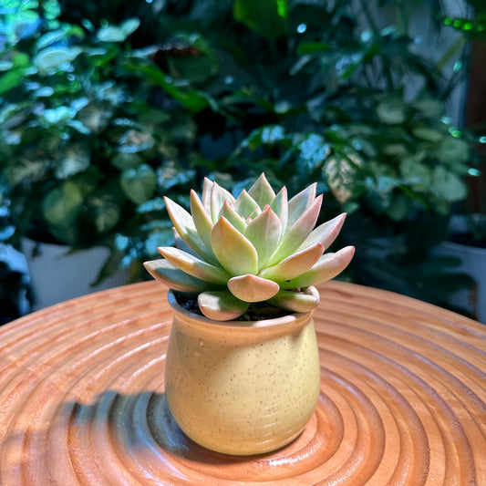 Echeveria Collection in Yellow Ceramic Pot