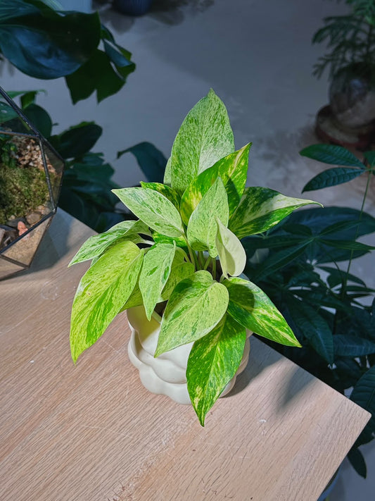 Marble Queen Pothos (绿萝) Epipremnum Aureum in Matte Cream Bubble Polymer Pot