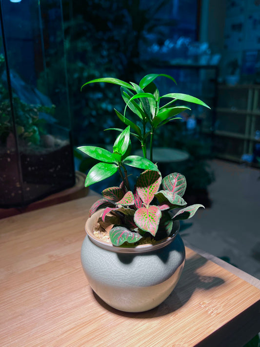 Fittonia and Nageia Nagi Arrangement in Sky Blue Ceramic Pot