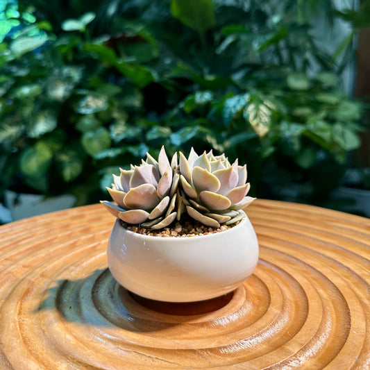 Echeveria Collection in White Ceramic Pot