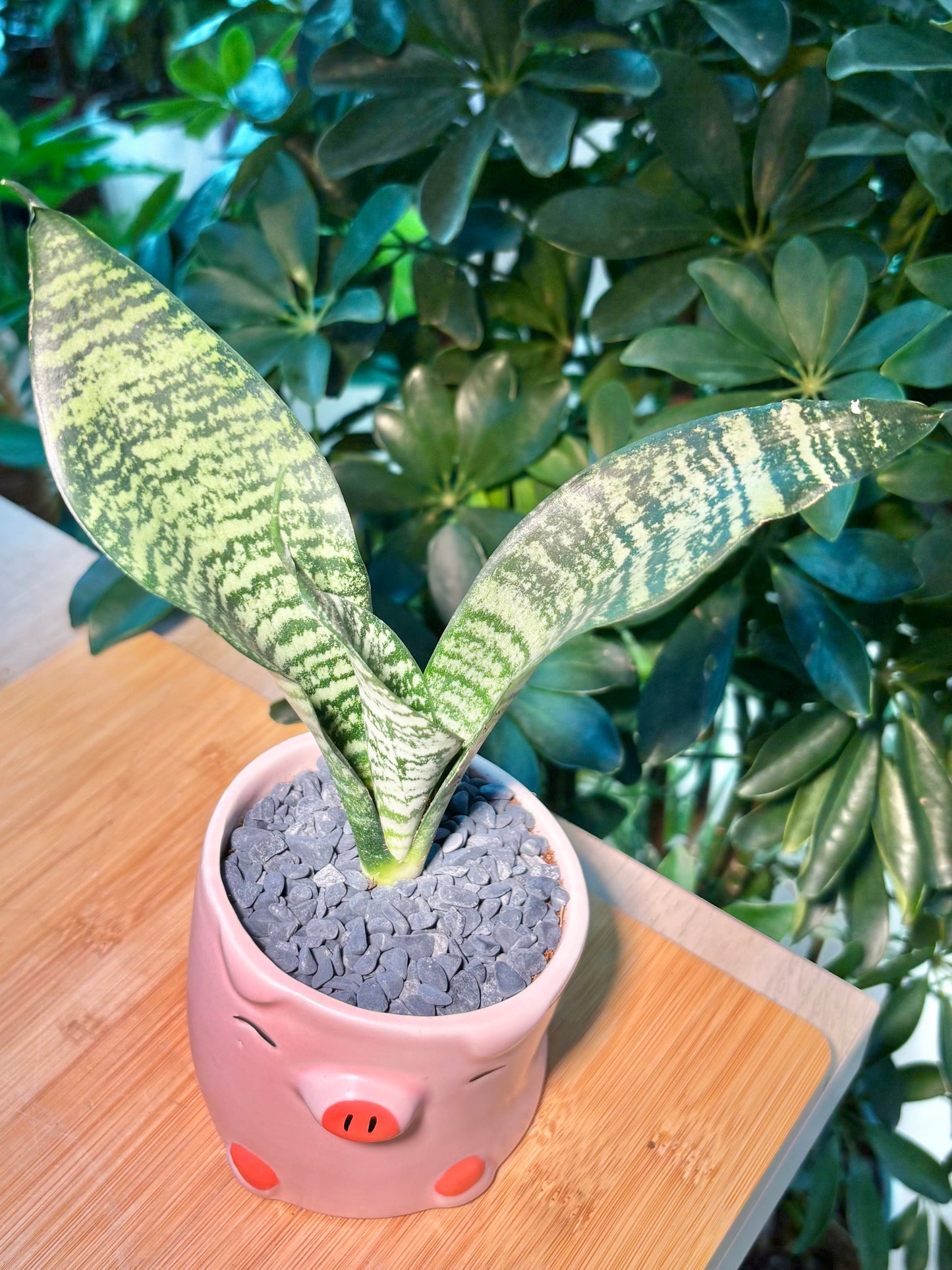 Dracaena in Cute Pig Pot