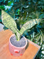 Dracaena in Cute Pig Pot