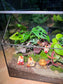 CNY Theme - Fittonia, Fern and Monstera Arrangement in Black Frame Glasshouse Terrarium (M)