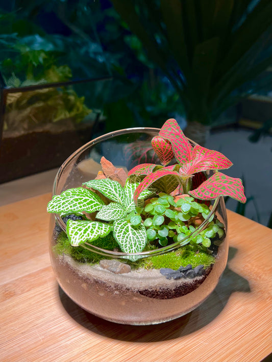 Fittonia and Pilea Depressa with Moss Arrangement in Slanted Glass