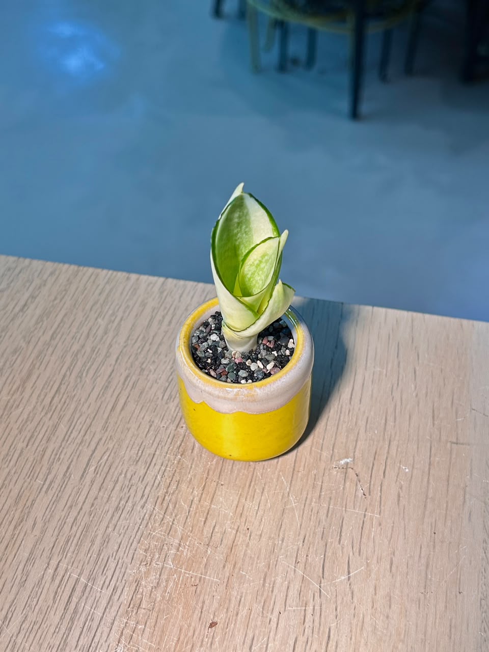 Snake Plant (虎尾兰) Sansevieria in Yellow Glazed Ceramic Pot
