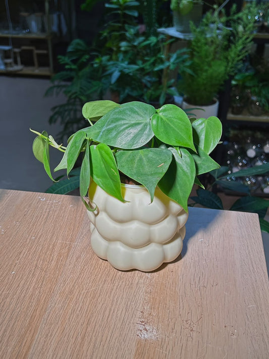 Heartleaf Philodendron (εΏεΆθη»Ώη») Philodendron Hederaceum in Cream Bubble Polymer Pot