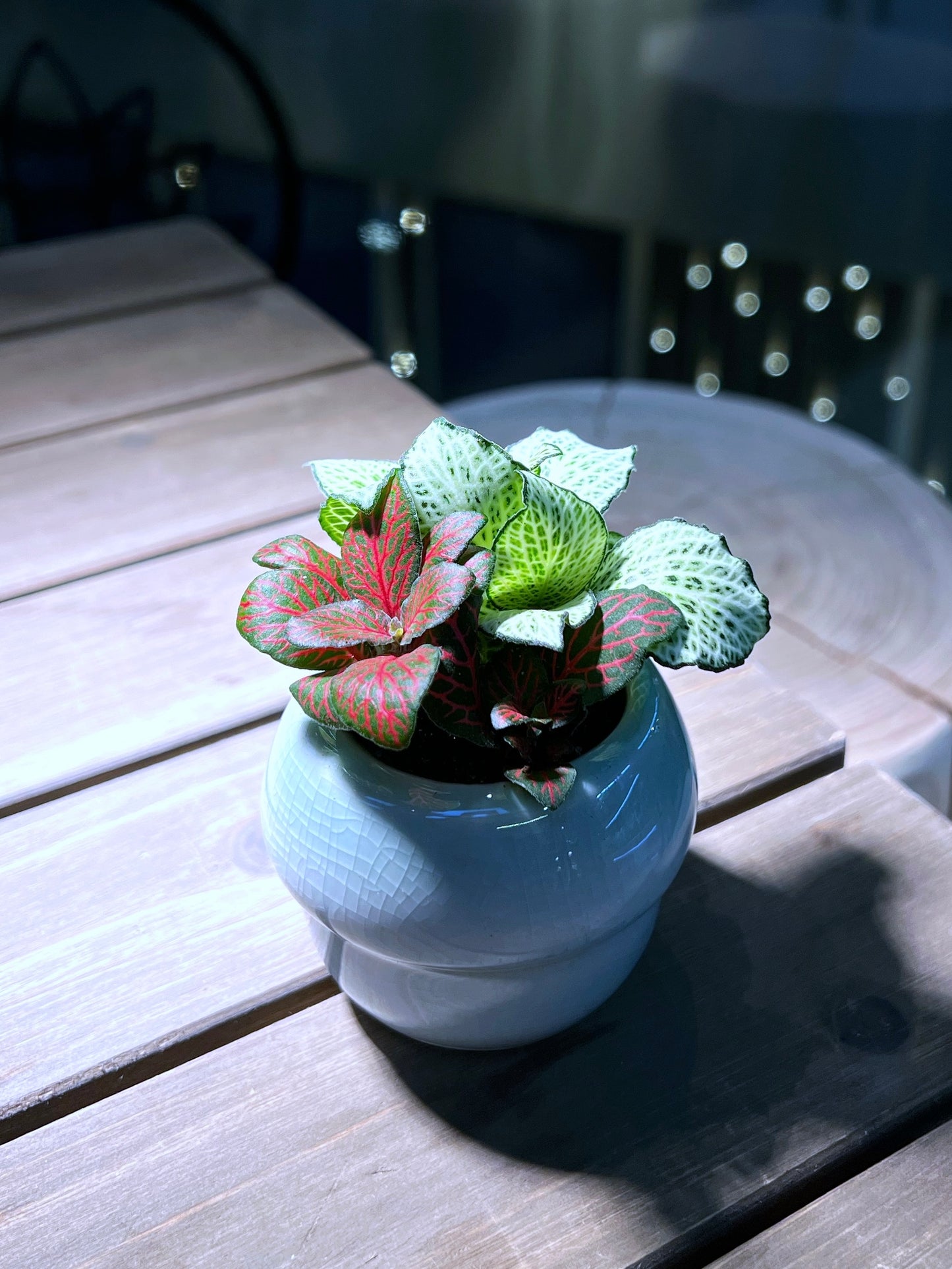 Fittonia in Mushroom Head Pot