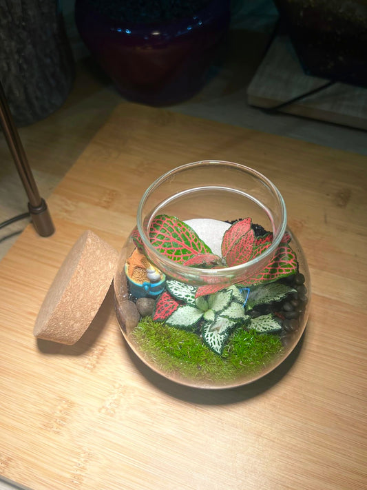 Fittonia with Moss Arrangement in Round Covered Glass (S)