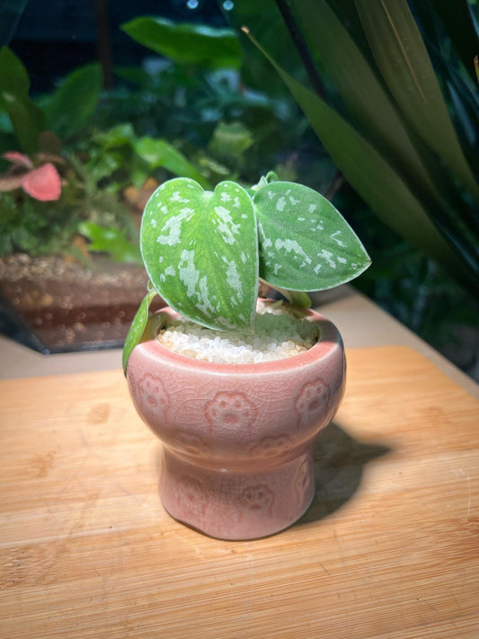Silver Pothos in Pink Ceramic Pot
