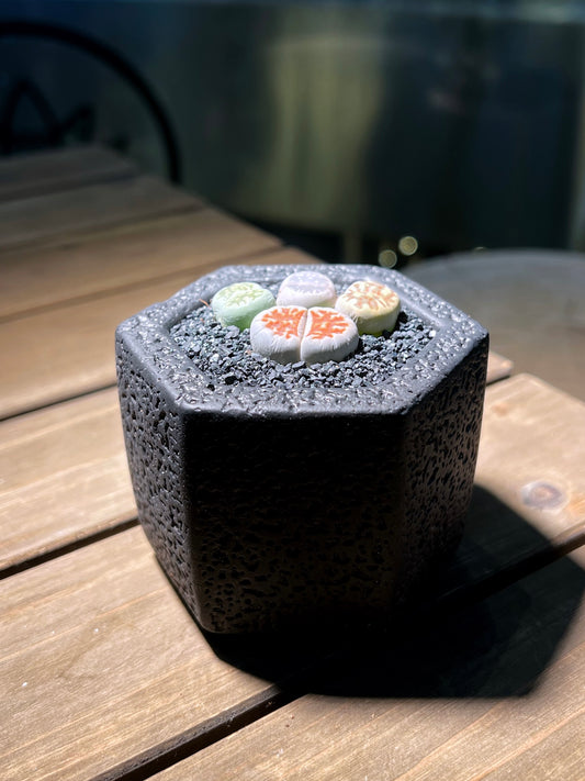 Lithops Paw in Black Concrete Pot