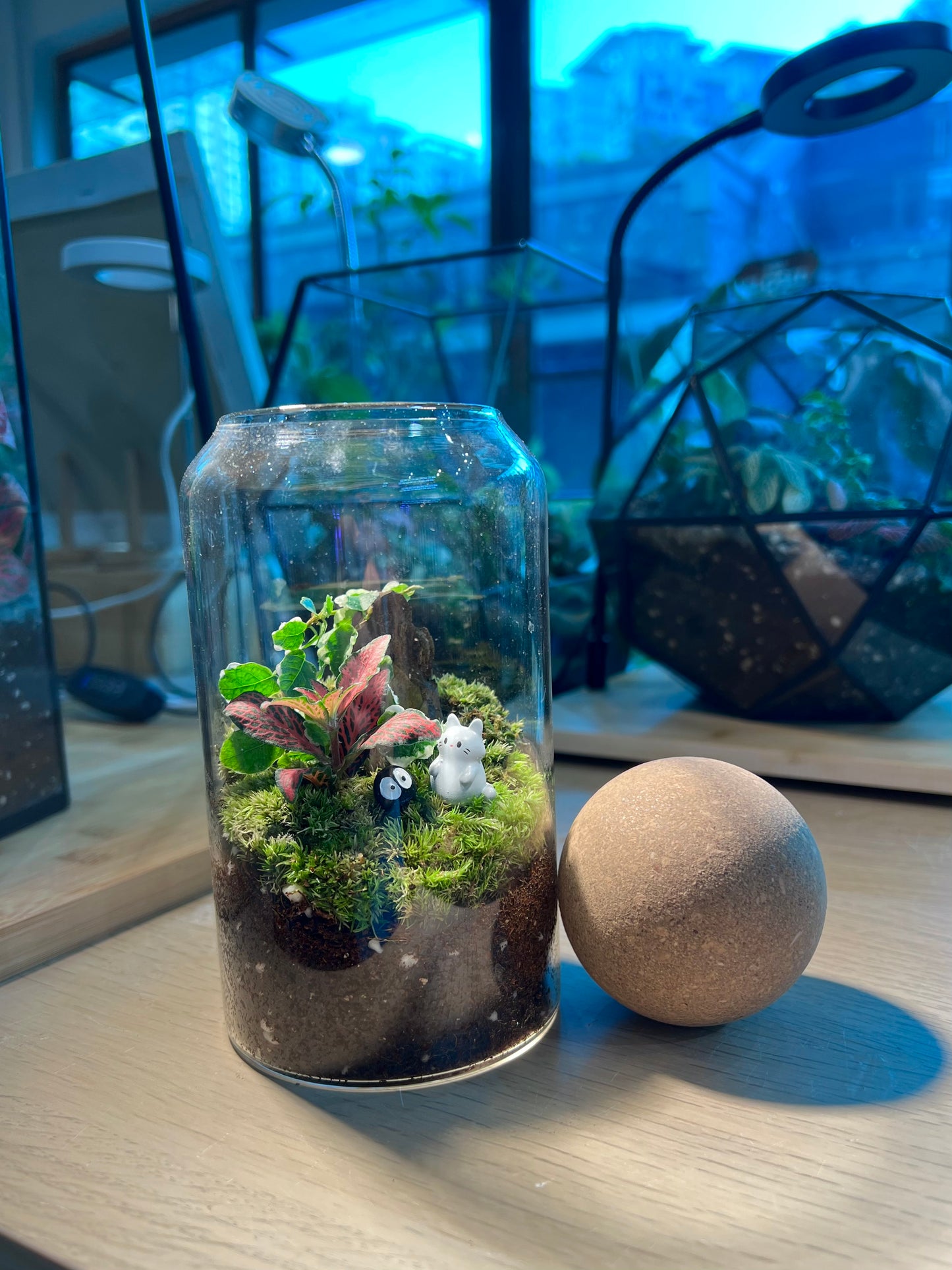 Fittonia with Moss (Indoor Plant) Arrangement in Cylindrical Glass with Cork Ball Terrarium
