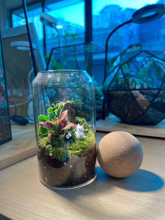 Fittonia with Moss (Indoor Plant) Arrangement in Cylindrical Glass with Cork Ball Terrarium
