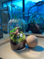 Fittonia with Moss (Indoor Plant) Arrangement in Cylindrical Glass with Cork Ball Terrarium