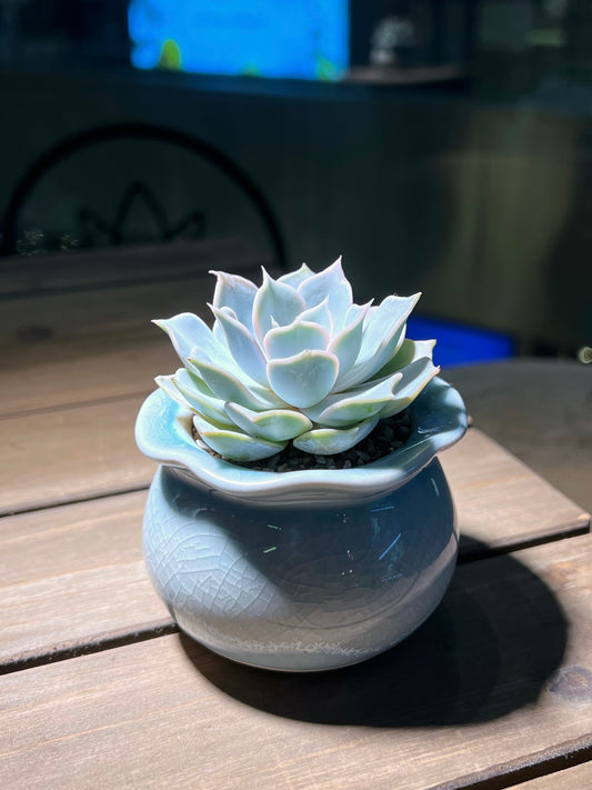 Echeveria in Sky Blue Petal Edge Ceramic Pot
