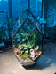 Indoor Plant Arrangement in Black Frame Polygonal Bullet Glass