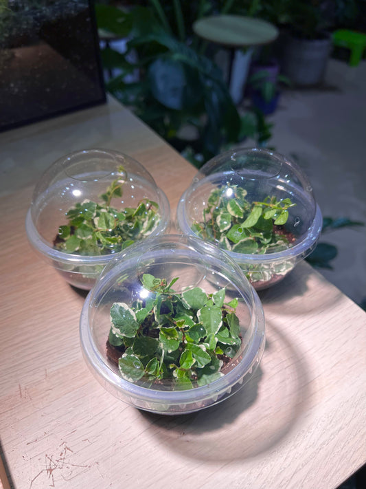 Cupcake Pot - Ficus Pumila