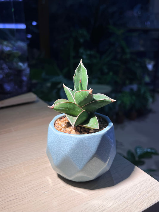 Sansevieria Pinguicula (Snake Plant) in Sky Blue Ceramic Pot