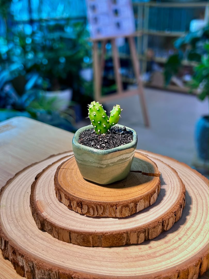 Opuntia Microdasys (Bunny Ears Cactus) in Green Ceramic Pot