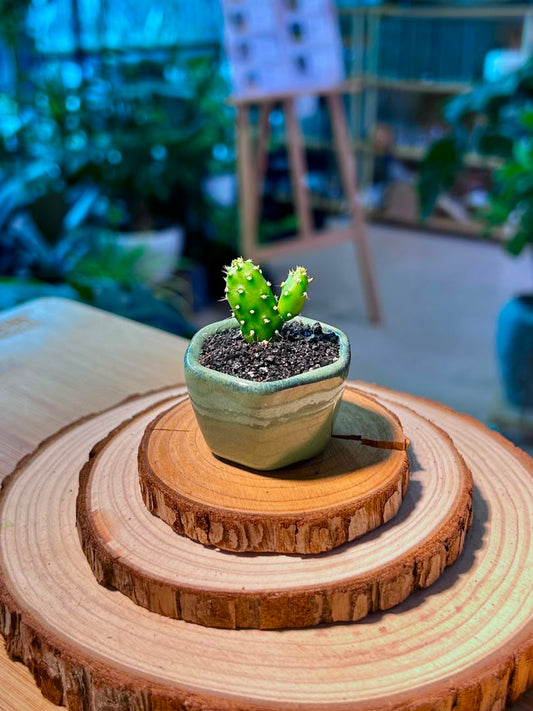 Opuntia Microdasys (Bunny Ears Cactus) in Green Ceramic Pot