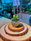 Opuntia Microdasys (Bunny Ears Cactus) in Green Ceramic Pot