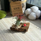 Blooming airplant on driftwood