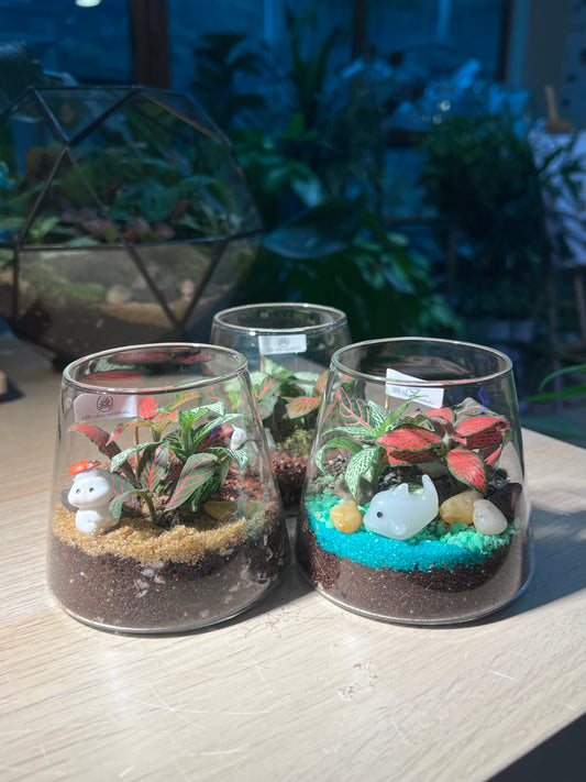 Door Gift - Indoor Plant Terrarium in Fuji Glass (10pcs/set)