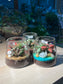 Door Gift - Indoor Plant Terrarium in Fuji Glass (10pcs/set)