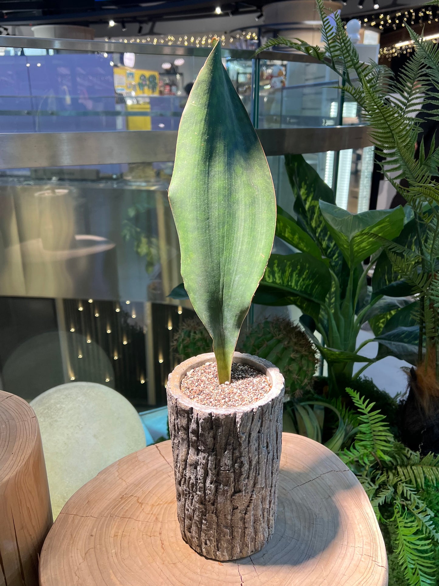 Whale Fin Snake Plant in Woodlog Pot