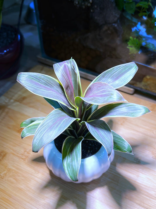 Cordyline in White Pumpkin Ceramic Pot
