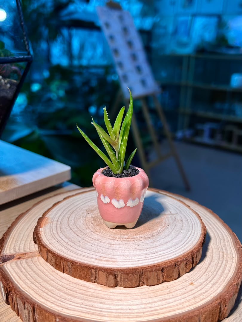 Baby Aloe Vera (芦荟) Mini Haworthia in Pink Glazed Petal Edge Ceramic Pot