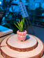 Baby Aloe Vera (芦荟) Mini Haworthia in Pink Glazed Petal Edge Ceramic Pot