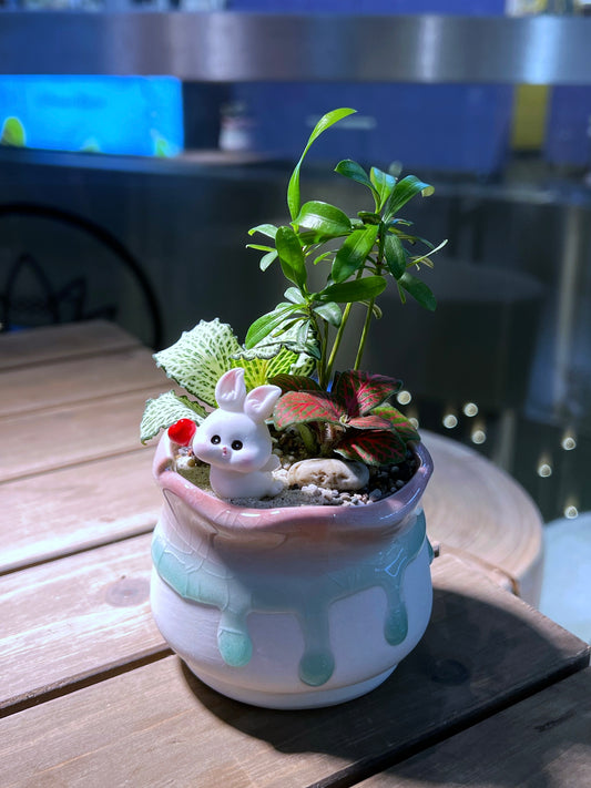 Fittonia & Podocarpus macrophyllus Arrangement in Tricolor Round Ceramic Pot