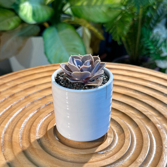 Echeveria Perlevon Nurnberg in White Ceramic Pot