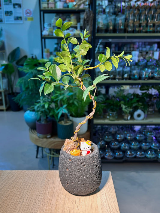 Small Leaved Ebony (黄杨叶柿) Diospyros Buxifolia in Black Textured Matte Ceramic Pot