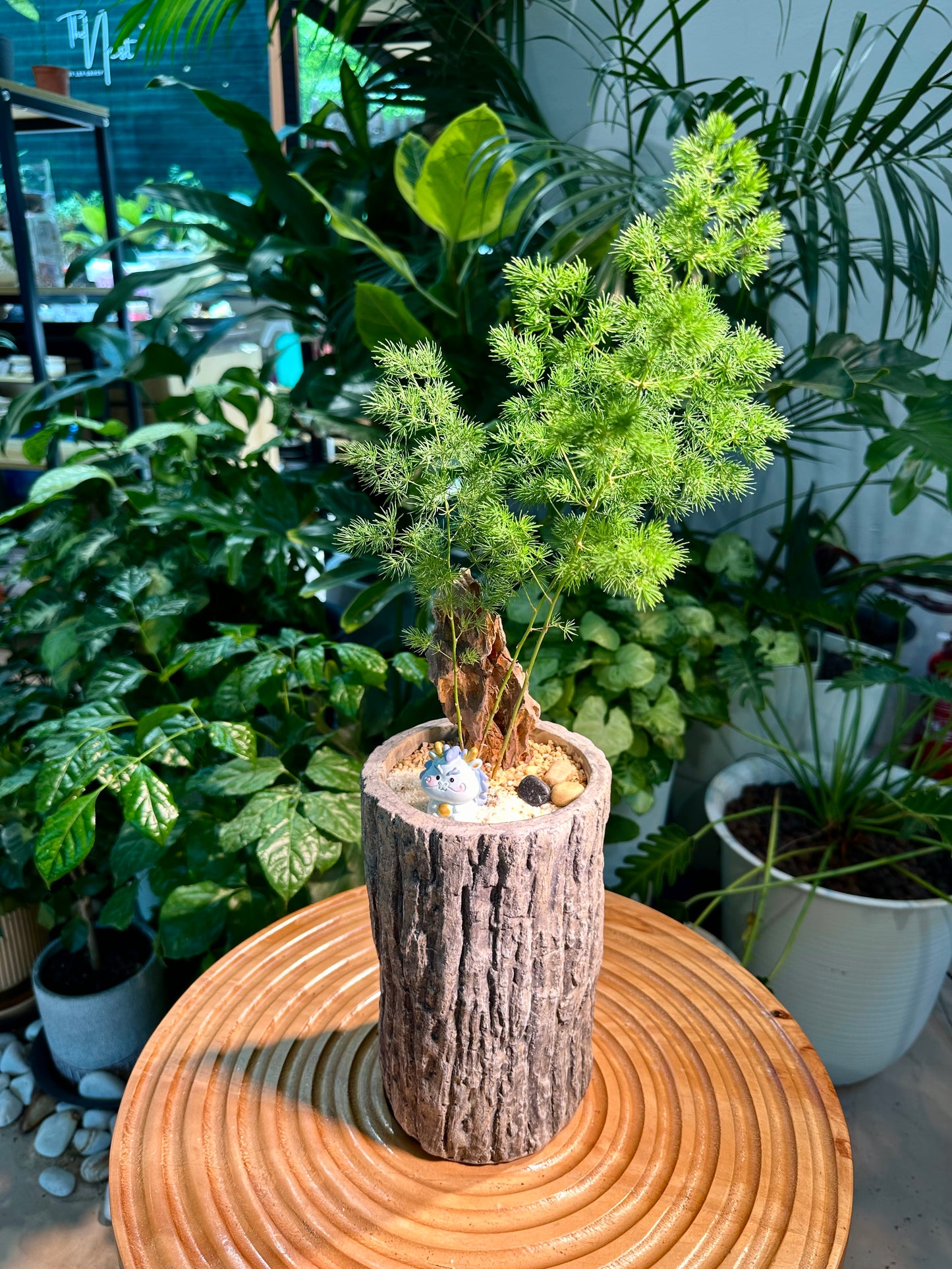 Asparagus Retrofractus in Tree Stump Designer Pot