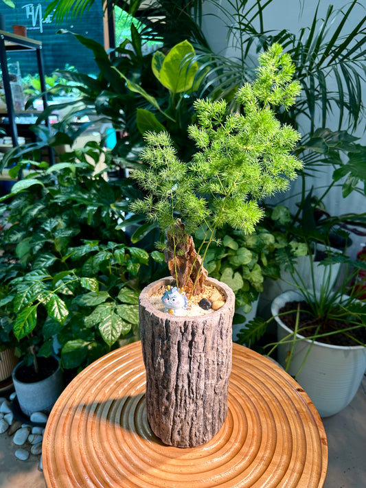 Asparagus Retrofractus in Tree Stump Designer Pot