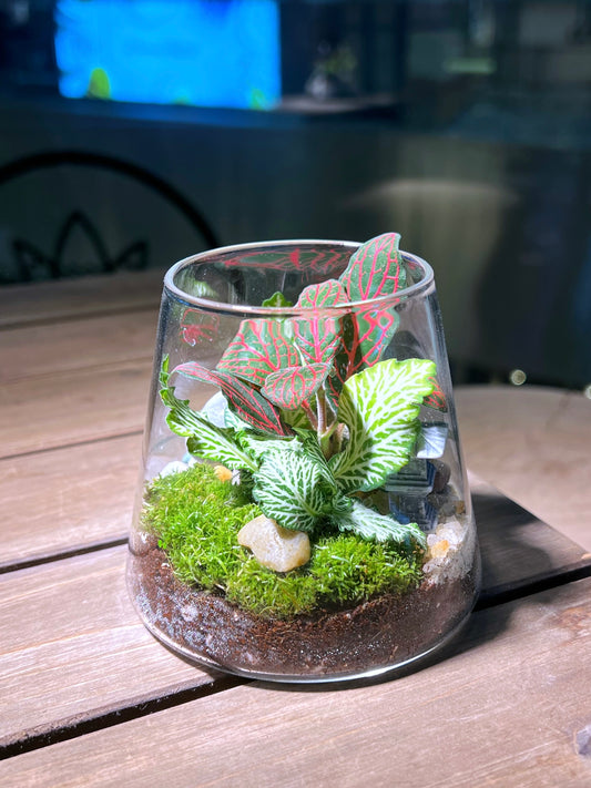 Fittonia with Moss Arrangement in Fuji Glass